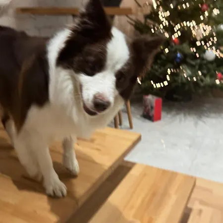 Lesna Prázdninový dům *