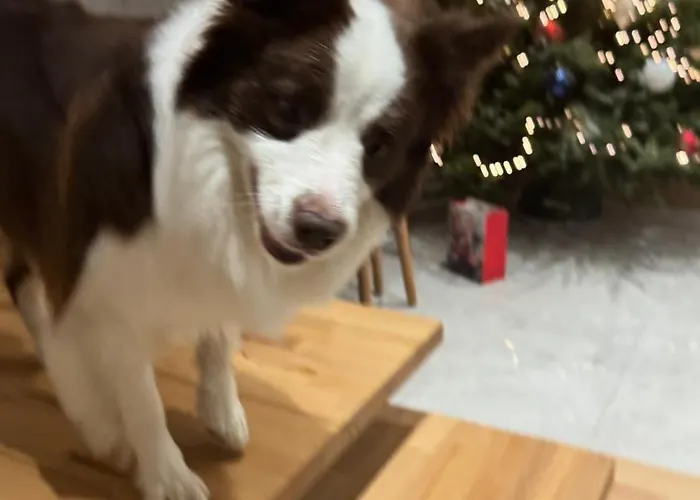 Lesna Holiday home *